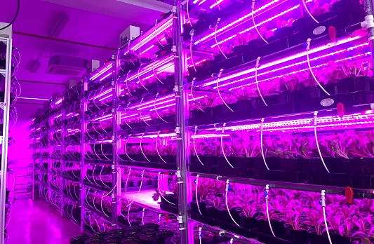 パナソニック植物工場(シンガポール)